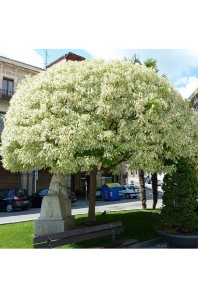 Клен ясенолистий Фламінго